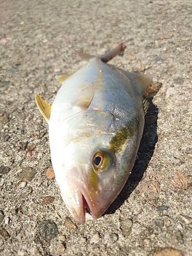 シオの釣果