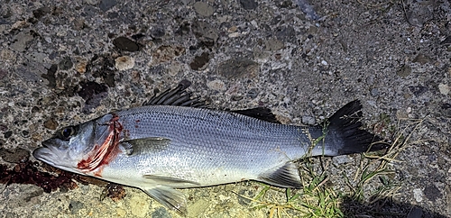 ヒラスズキの釣果