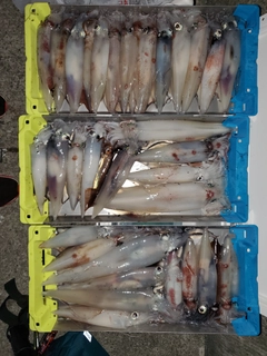 ケンサキイカの釣果