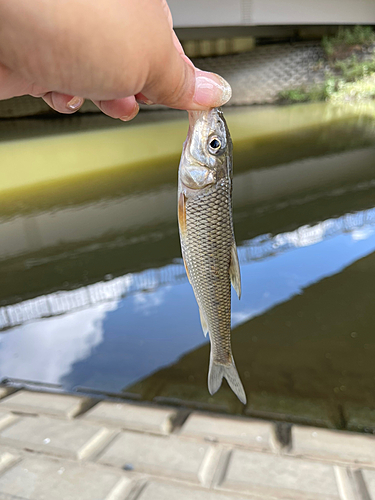 ニゴイの釣果