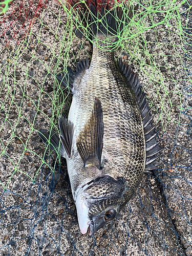 クロダイの釣果