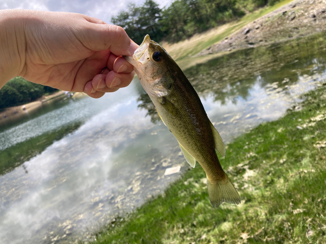 スモールマウスバス