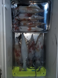 ケンサキイカの釣果