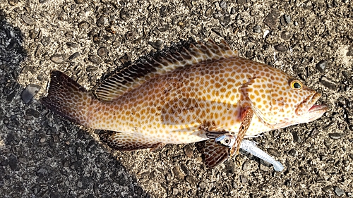 オオモンハタの釣果