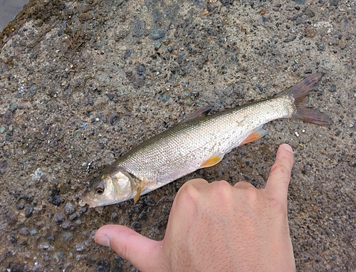 ウグイの釣果