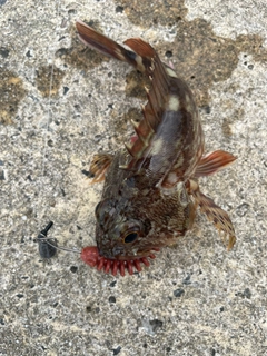 カサゴの釣果