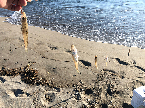 キスの釣果