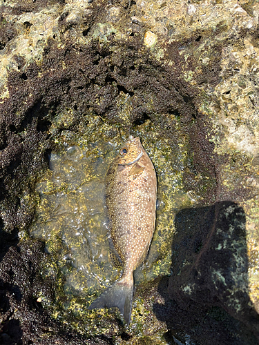 アイゴの釣果