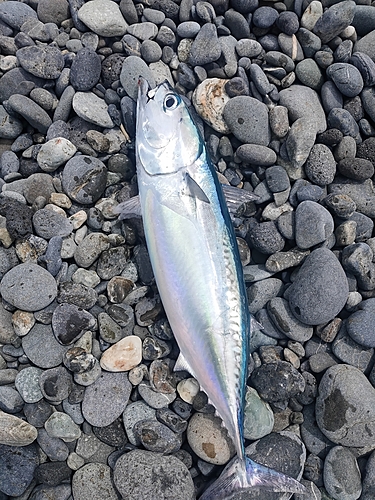 ソウダガツオの釣果