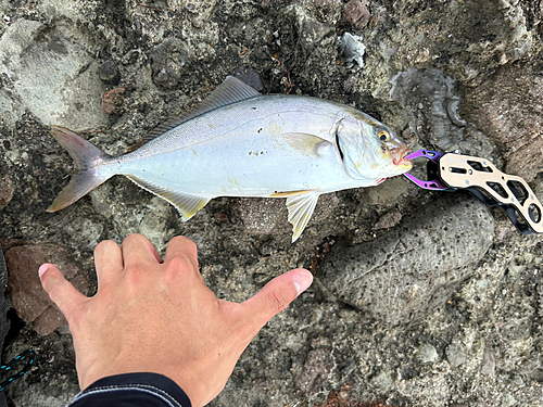 ショゴの釣果