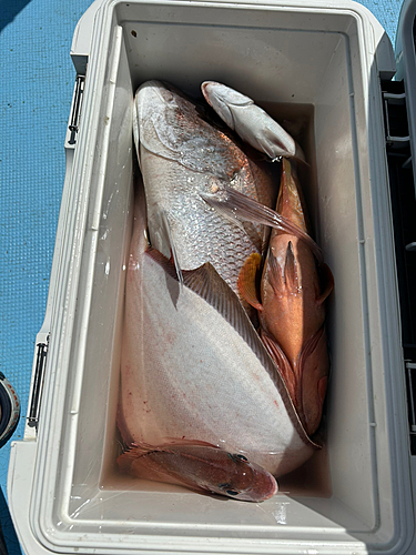 マダイの釣果