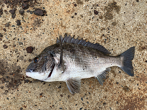 チヌの釣果