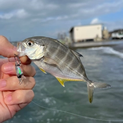 メッキの釣果