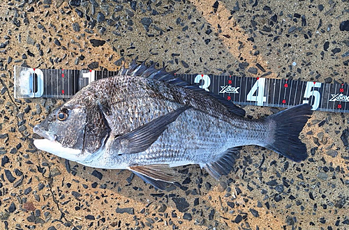 クロダイの釣果