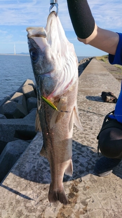 シーバスの釣果