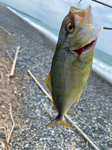 ショゴの釣果