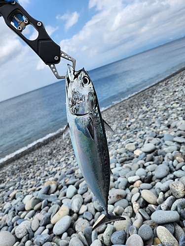 ソウダガツオの釣果