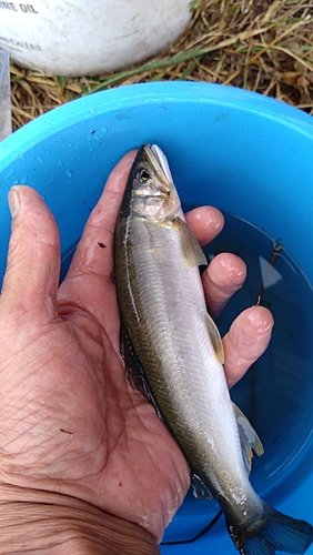 アユの釣果