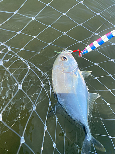 メッキの釣果