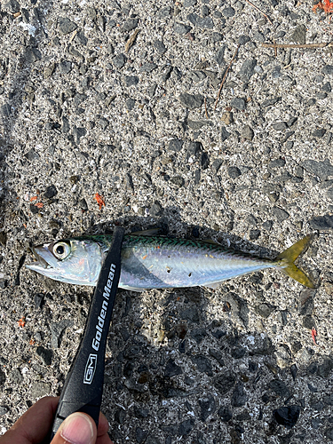 サバの釣果