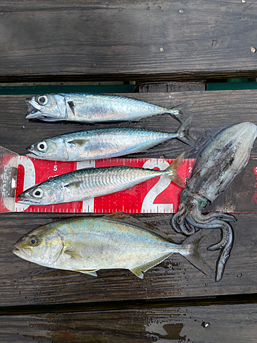 アオリイカの釣果