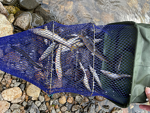 コアユの釣果