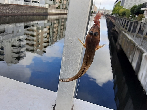 シロギスの釣果