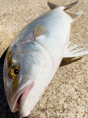 ネリゴの釣果