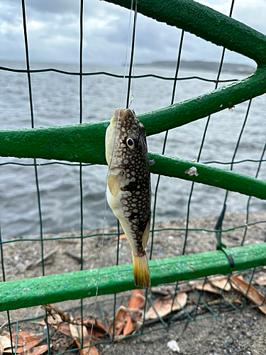 フグの釣果