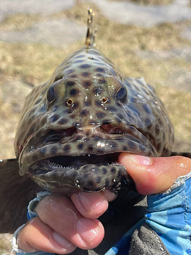 キビレハタの釣果