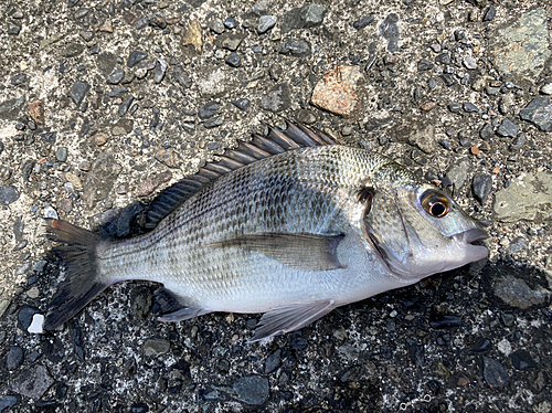 釣果