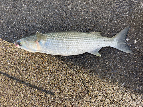 ボラの釣果