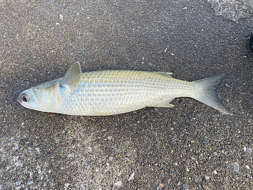 ボラの釣果