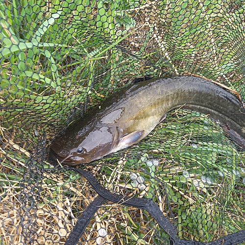 マナマズの釣果