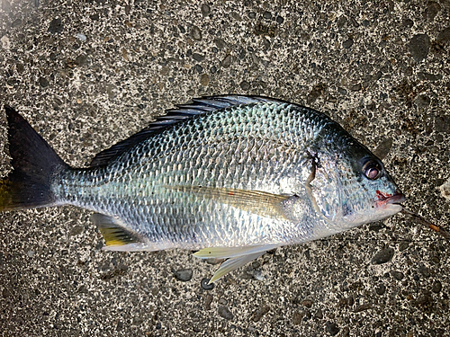 キビレの釣果