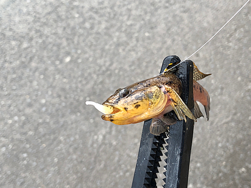 ウロハゼの釣果