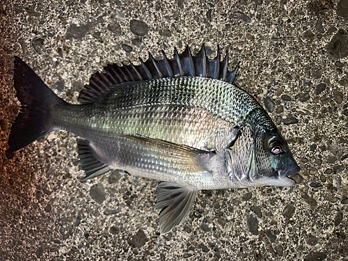 チヌの釣果