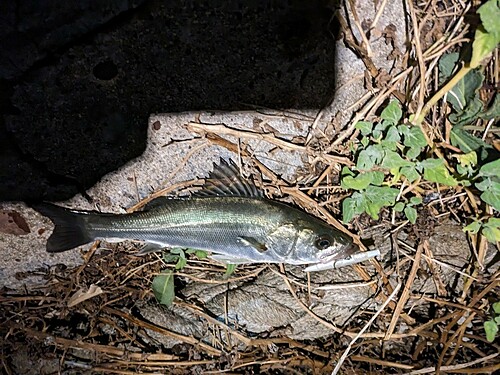 セイゴ（マルスズキ）の釣果