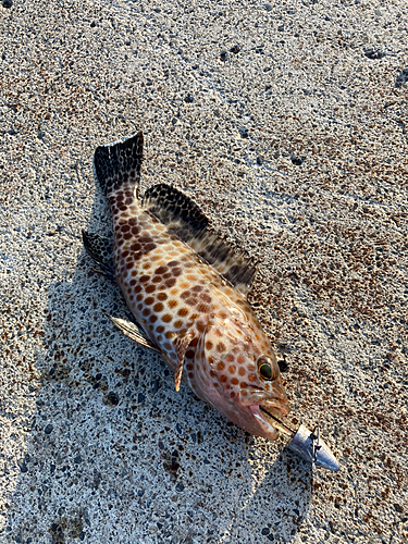 オオモンハタの釣果