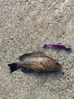 オオモンハタの釣果