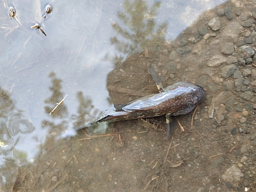 ハゼの釣果