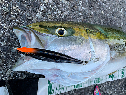 メジロの釣果