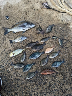 チヌの釣果