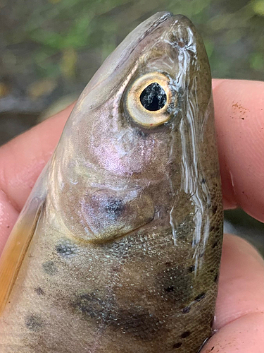 ヤマメの釣果