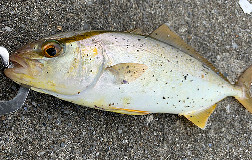 ショッコの釣果