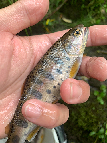 ヤマメの釣果