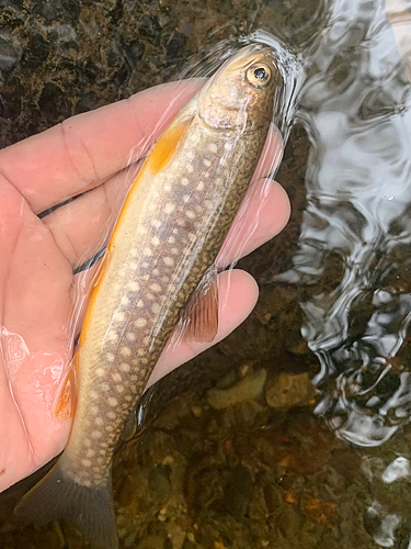 エゾイワナの釣果