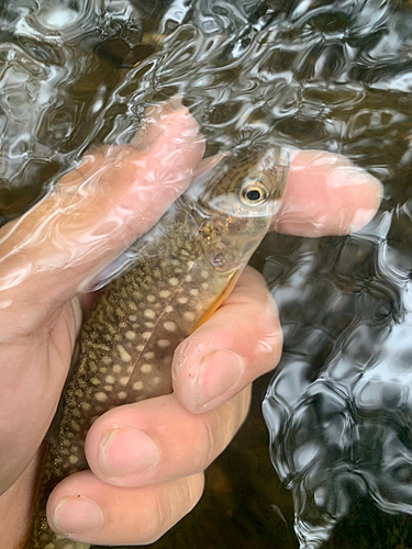 エゾイワナの釣果