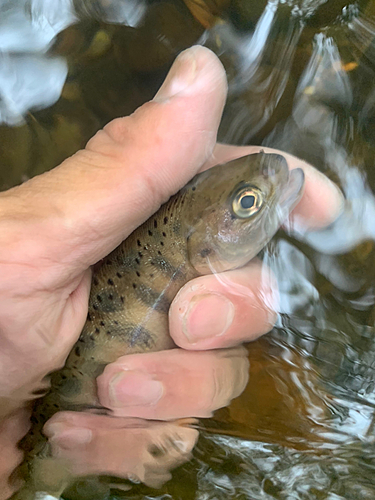 ヤマメの釣果