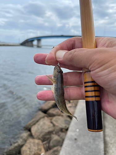 マハゼの釣果